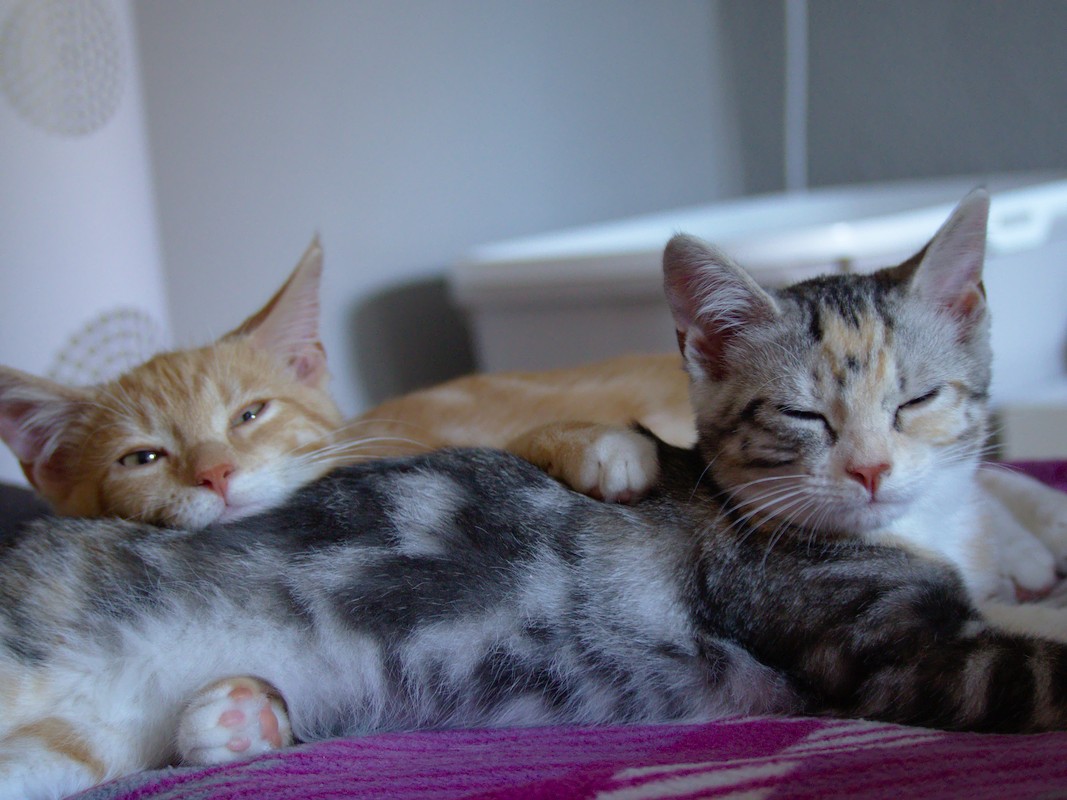 Tierische Mitbewohner