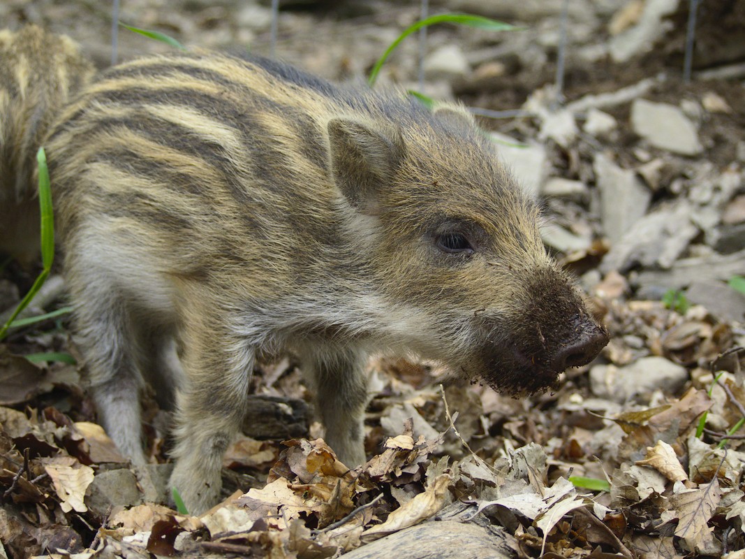 Wildtierpark Edersee